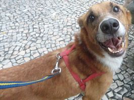 Doação de cachorro adulto macho com pelo médio e de porte médio em Rio De Janeiro/RJ - 29/04/2013 - 10368