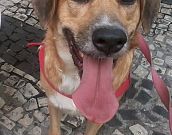 Doação de cachorro adulto fêmea com pelo curto e de porte médio em Rio De Janeiro/RJ - 06/05/2013 - 10393