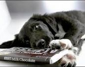 Cachorro pode comer chocolate?