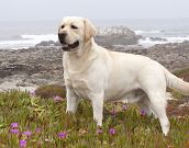 Labrador. Amante da água, amigo e dócil.