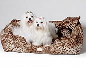 Animal print: a moda pet também segue tendências