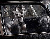 Fotos retratam o medo e o silêncio de cães esperando por seus donos nos carros