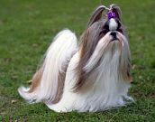 Tudo sobre a raça Shih Tzu