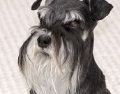 Schnauzer Miniatura