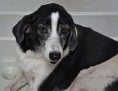 Doação de cachorro adulto macho com pelo médio e de porte médio em Rio De Janeiro/RJ - 29/04/2013 - 10359