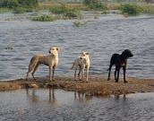 Durante enchente, animais abandonados recebem ajuda no Vale do Itajaí