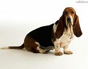 Basset Hound