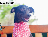 Doação de cachorro adulto macho com pelo curto e de porte médio em Contagem/MG - 06/07/2018 - 29144