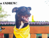 Doação de cachorro adulto macho com pelo curto e de porte médio em Contagem/MG - 06/07/2018 - 29142