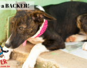 Doação de cachorro adulto fêmea com pelo curto e de porte médio em Contagem/MG - 06/04/2019 - 30559