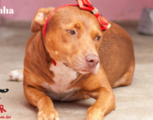 Doação de cachorro adulto fêmea com pelo curto e de porte médio em Contagem/MG - 25/01/2019 - 30247