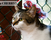 Doação de gato adulto fêmea com pelo curto e de porte médio em Contagem/MG - 14/12/2014 - 16136