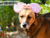 Doação de cachorro adulto fêmea com pelo curto e de porte médio em Contagem/MG - 05/06/2019 - 30674