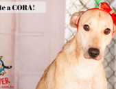 Doação de cachorro adulto fêmea com pelo curto e de porte médio em Contagem/MG - 08/06/2019 - 30680