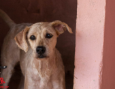 Doação de cachorro adulto macho com pelo médio e de porte grande em Contagem/MG - 19/09/2013 - 11004