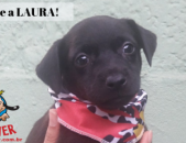 Doação de cachorro adulto fêmea com pelo curto e de porte médio em Contagem/MG - 23/05/2019 - 30647