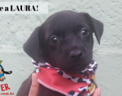 Doação de cachorro adulto fêmea com pelo curto e de porte médio em Contagem/MG - 23/05/2019 - 30647