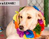 Doação de cachorro adulto fêmea com pelo curto e de porte médio em Contagem/MG - 11/06/2019 - 30682
