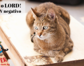 Doação de gato adulto macho com pelo curto e de porte grande em Contagem/MG - 08/07/2013 - 10643