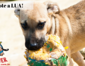 Doação de cachorro adulto fêmea com pelo curto e de porte médio em Contagem/MG - 06/06/2019 - 30676