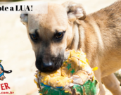 Doação de cachorro adulto fêmea com pelo curto e de porte médio em Contagem/MG - 06/06/2019 - 30676