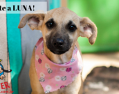Doação de cachorro adulto fêmea com pelo curto e de porte médio em Contagem/MG - 06/06/2019 - 30675