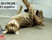 Doação de gato adulto fêmea com pelo curto e de porte médio em Contagem/MG - 06/07/2018 - 29112