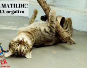 Doação de gato adulto fêmea com pelo curto e de porte médio em Contagem/MG - 06/07/2018 - 29112