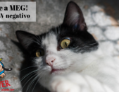 Doação de gato adulto fêmea com pelo curto e de porte médio em Contagem/MG - 09/01/2019 - 30120