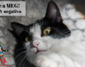 Doação de gato adulto fêmea com pelo curto e de porte médio em Contagem/MG - 09/01/2019 - 30120