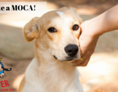 Doação de cachorro adulto fêmea com pelo curto e de porte médio em Contagem/MG - 29/08/2018 - 29396