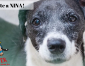 Doação de cachorro adulto fêmea com pelo curto e de porte pequeno em Contagem/MG - 02/03/2017 - 25657