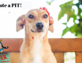 Doação de cachorro adulto fêmea com pelo curto e de porte médio em Contagem/MG - 25/01/2019 - 30246