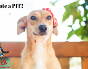 Doação de cachorro adulto fêmea com pelo curto e de porte médio em Contagem/MG - 25/01/2019 - 30246