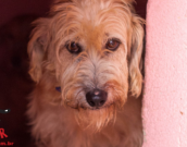 Doação de cachorro adulto macho com pelo médio e de porte grande em Contagem/MG - 13/01/2014 - 12065