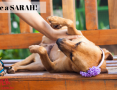 Doação de cachorro adulto fêmea com pelo curto e de porte médio em Contagem/MG - 17/02/2019 - 30389