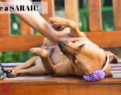 Doação de cachorro adulto fêmea com pelo curto e de porte médio em Contagem/MG - 17/02/2019 - 30389