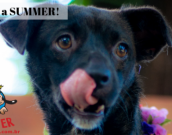 Doação de cachorro adulto fêmea com pelo curto e de porte médio em Contagem/MG - 26/06/2019 - 30694