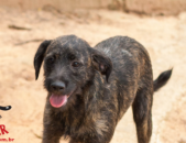 Doação de cachorro adulto macho com pelo curto e de porte médio em Contagem/MG - 11/10/2018 - 29602