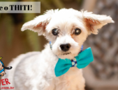 Doação de cachorro adulto macho com pelo longo e de porte pequeno em Contagem/MG - 10/04/2019 - 30570