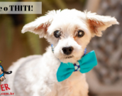 Doação de cachorro adulto macho com pelo longo e de porte pequeno em Contagem/MG - 10/04/2019 - 30570