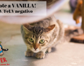 Doação de gato adulto fêmea com pelo curto e de porte médio em Contagem/MG - 15/06/2019 - 30687
