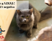 Doação de gato adulto fêmea com pelo médio e de porte médio em Contagem/MG - 08/06/2019 - 30677
