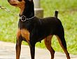 Pinscher Miniatura