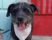 Doação de cachorro adulto macho com pelo médio e de porte médio em Contagem/MG - 06/07/2018 - 29153