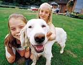 Adoção de cães adultos