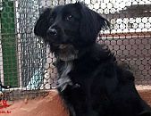 Doação de cachorro adulto macho com pelo médio e de porte médio em Contagem/MG - 06/07/2018 - 29156