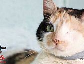Doação de gato adulto fêmea com pelo curto e de porte médio em Contagem/MG - 06/07/2018 - 29123