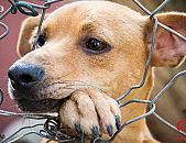 Doação de cachorro adulto macho com pelo curto e de porte grande em Contagem/MG - 10/10/2013 - 11197