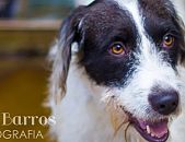 Doação de cachorro adulto fêmea com pelo médio e de porte grande em Contagem/MG - 21/06/2013 - 10567